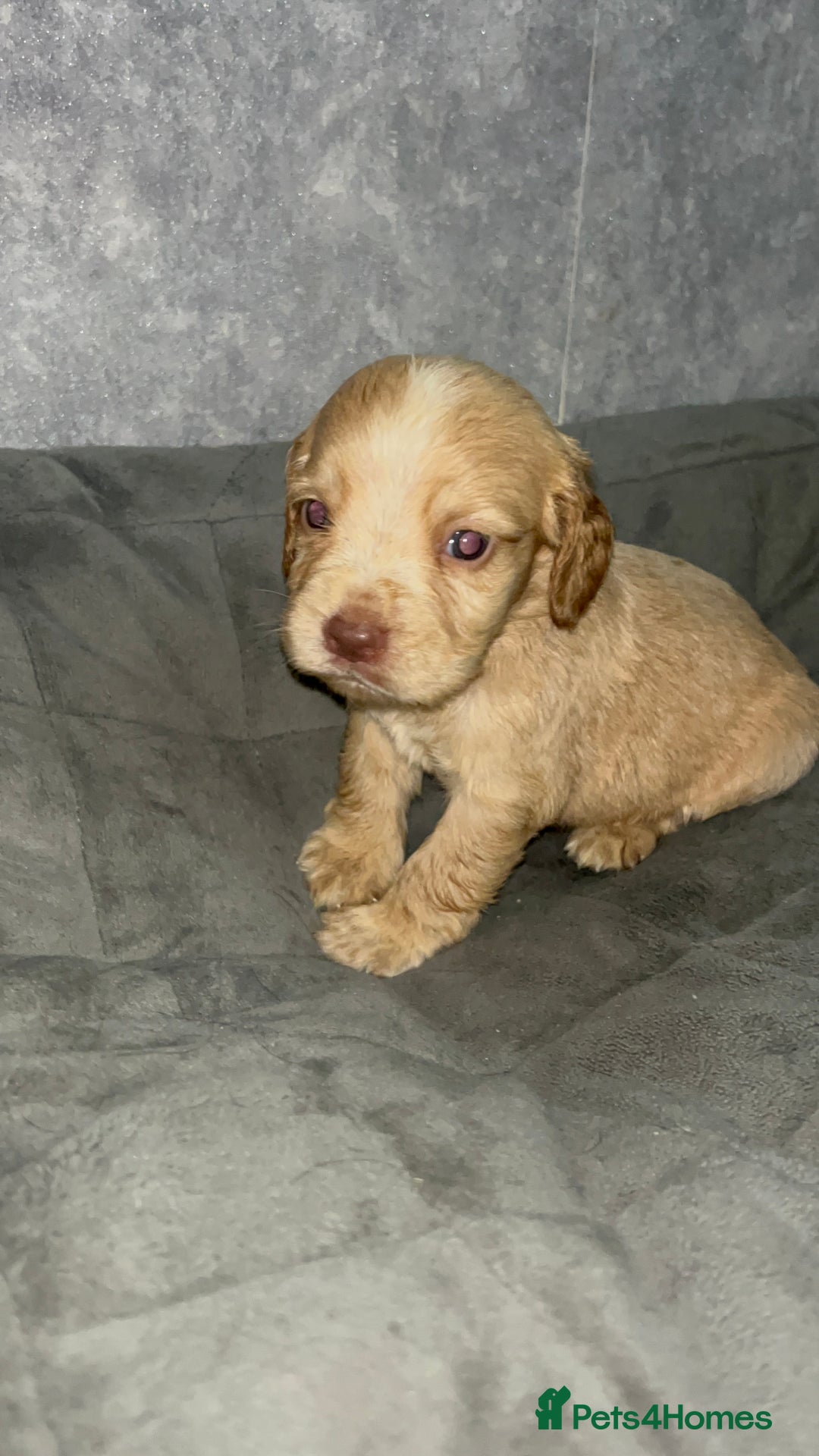 Cocker Spaniel dogs for sale: Cocker spaniel puppies  - Image 15