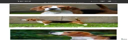 Beagle dogs for sale: Stunning KC registered litter by Campeach beagles. - Advert 13