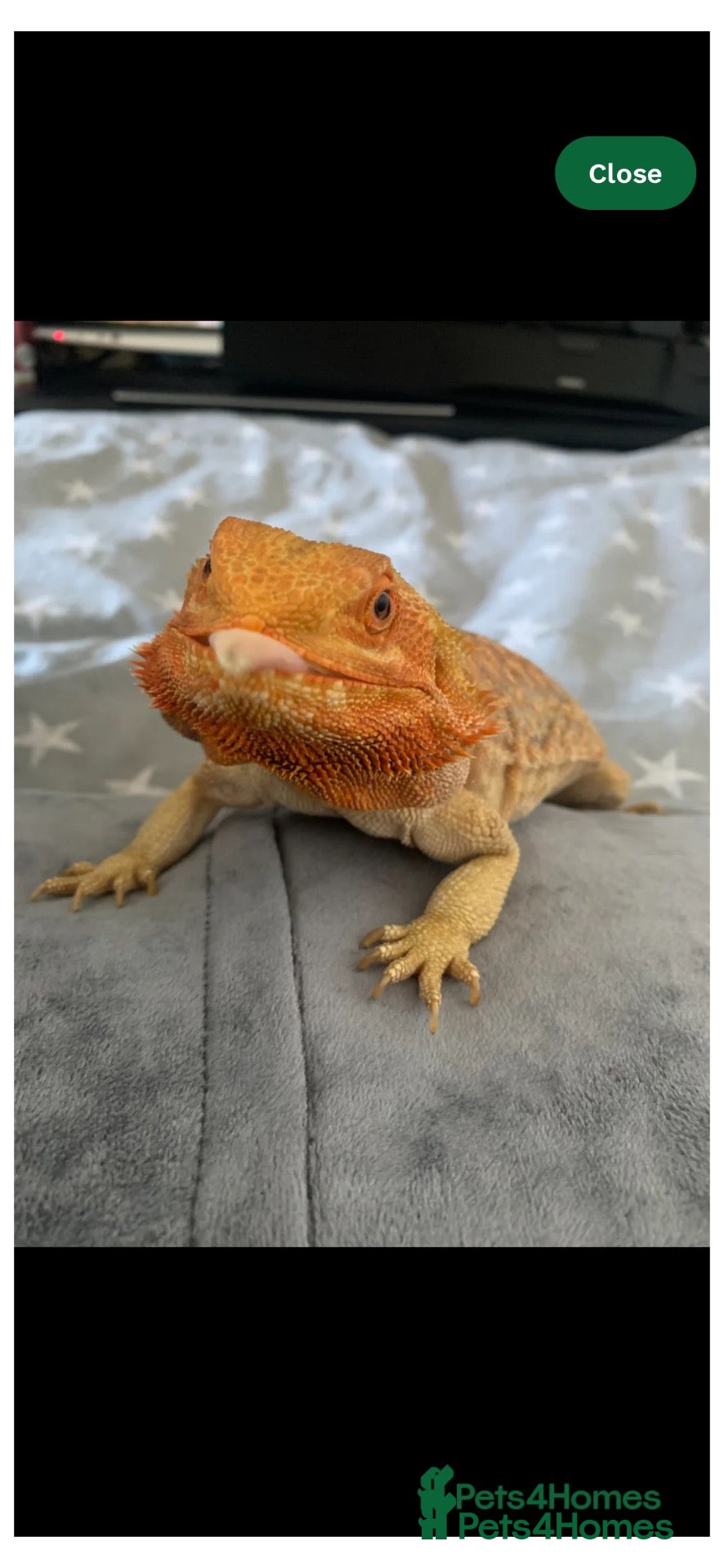 Mixed Breed reptiles Downsizing  - Advert 4