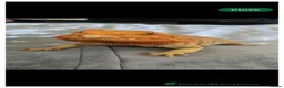Mixed Breed reptiles for sale: Snake/dragon/frog - Advert 1