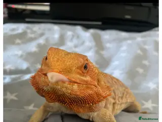 Mixed Breed reptiles Downsizing - Advert 4