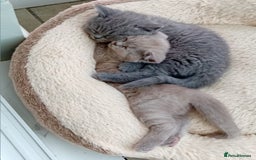 British Shorthair cats for sale: Beautiful British short-hair kittens  - Image 8