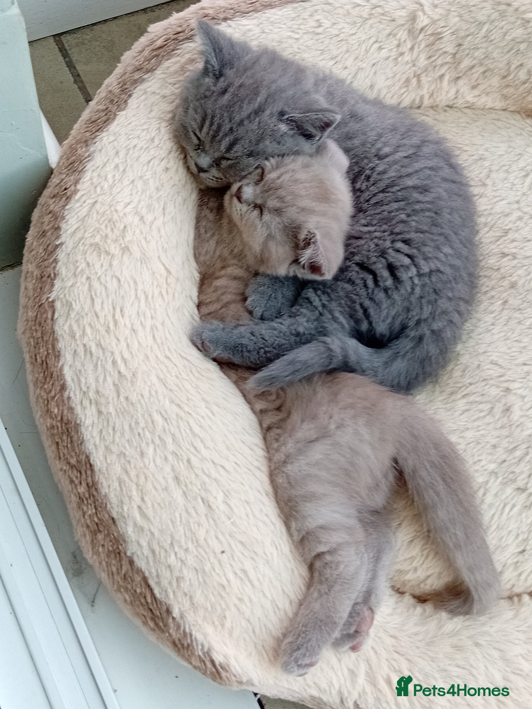 British Shorthair cats for sale: Beautiful British short-hair kittens  - Image 8