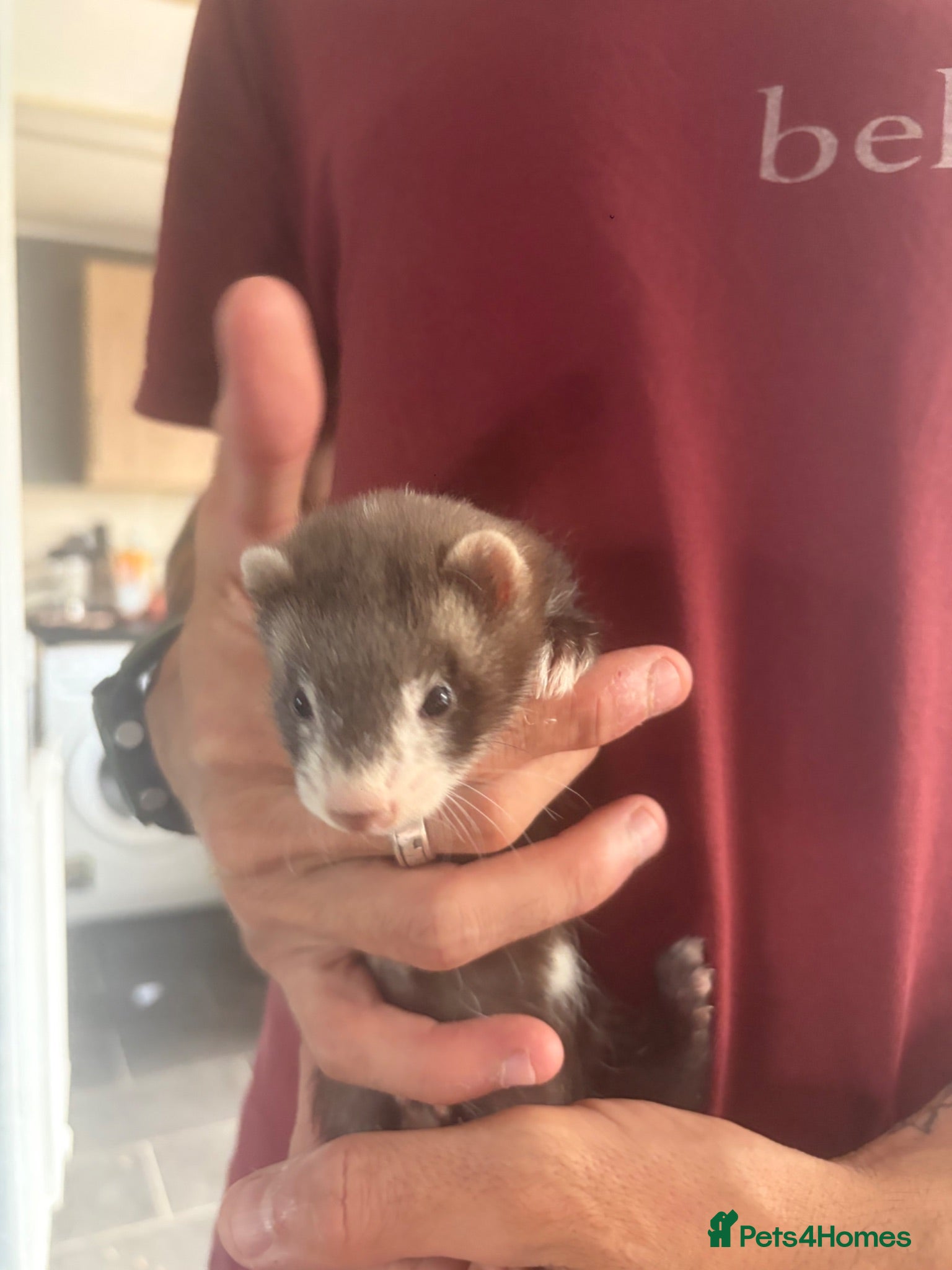 Ferret rodents Last girl ferret  - Advert 2