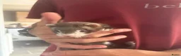 Ferret rodents for sale: Last girl ferret  - Advert 1