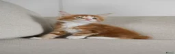 Maine Coon cats for sale: 5 Beautiful Russian Import Kittens TICA - Advert 23
