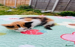 Maine Coon cats for sale: Mainecoon cross kittens  in Romford - Image 22