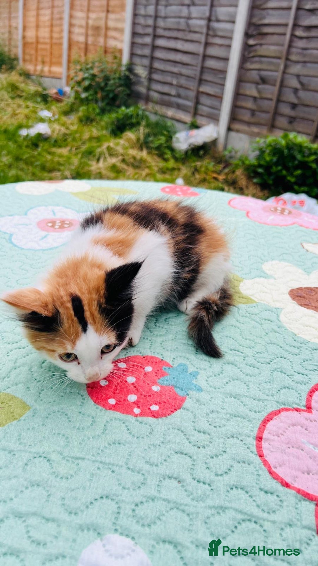 Maine Coon cats for sale: Mainecoon cross kittens  in Romford - Image 22