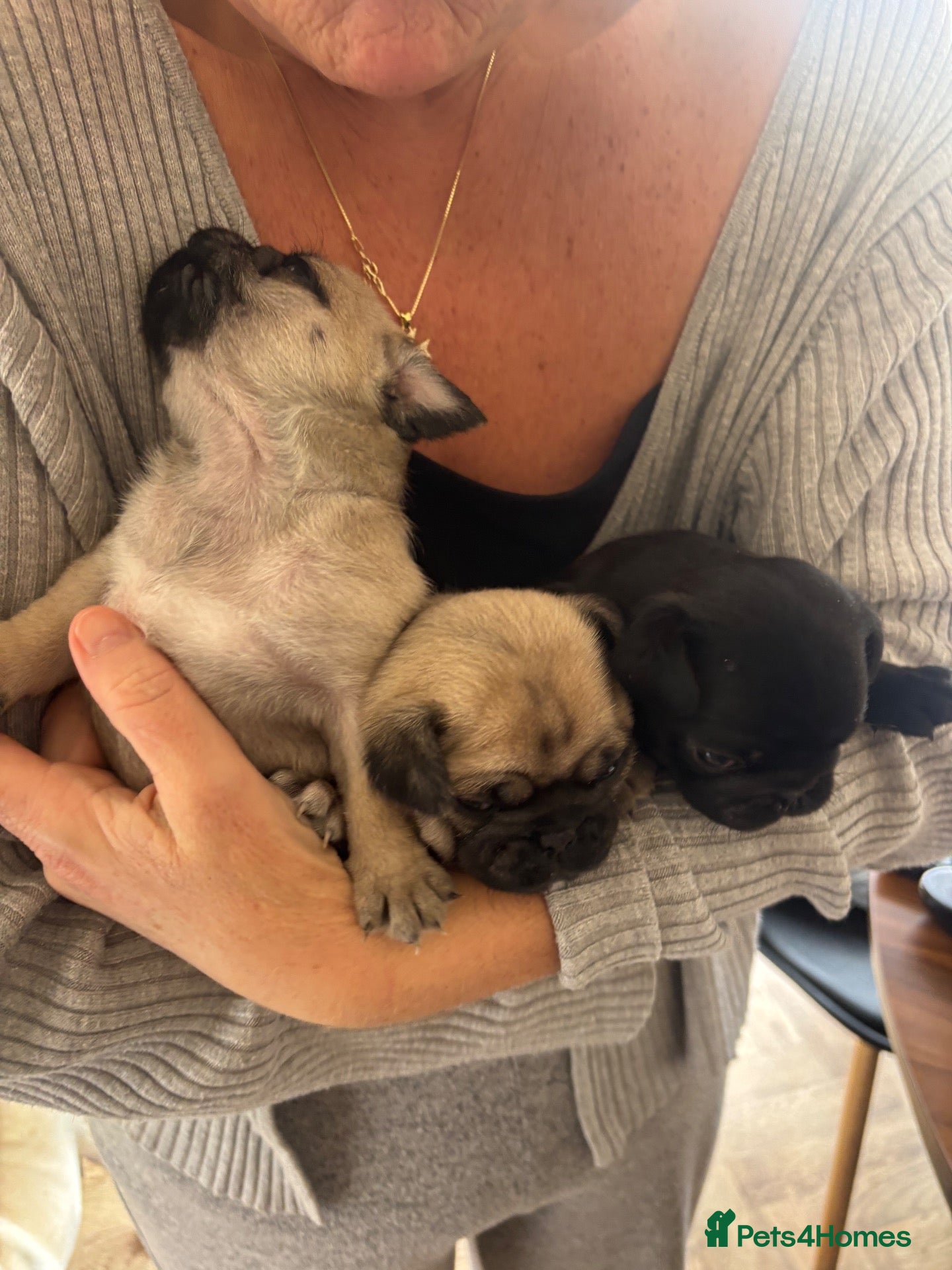 Pug dogs Stunning Pug puppies 2 FAWN GIRLS & 1 BLACK MALE - Advert 6