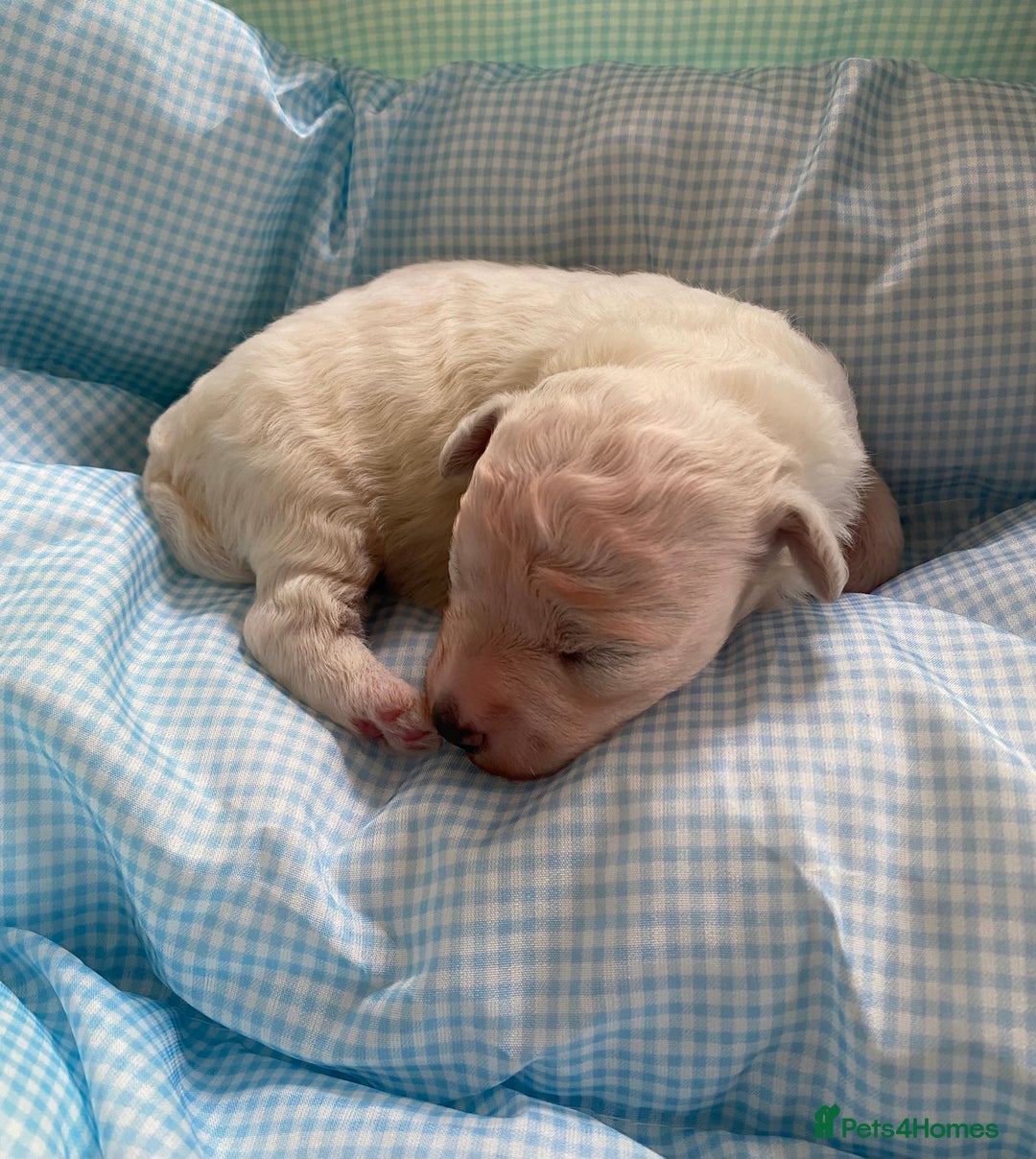 Bichon Frise dogs for sale: Beautiful kc registered bichon frise - Image 2