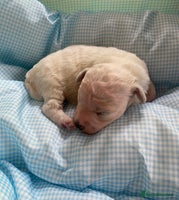 Bichon Frise dogs - Advert 16