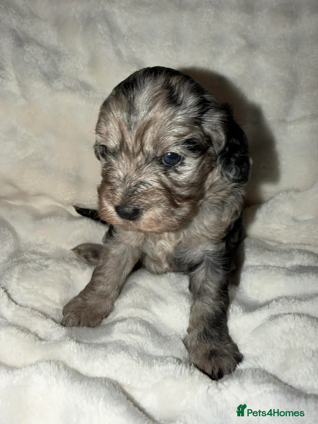 Cavapoo dogs for sale: Beautiful F1 Cavapoo rare merle puppies - Advert 13