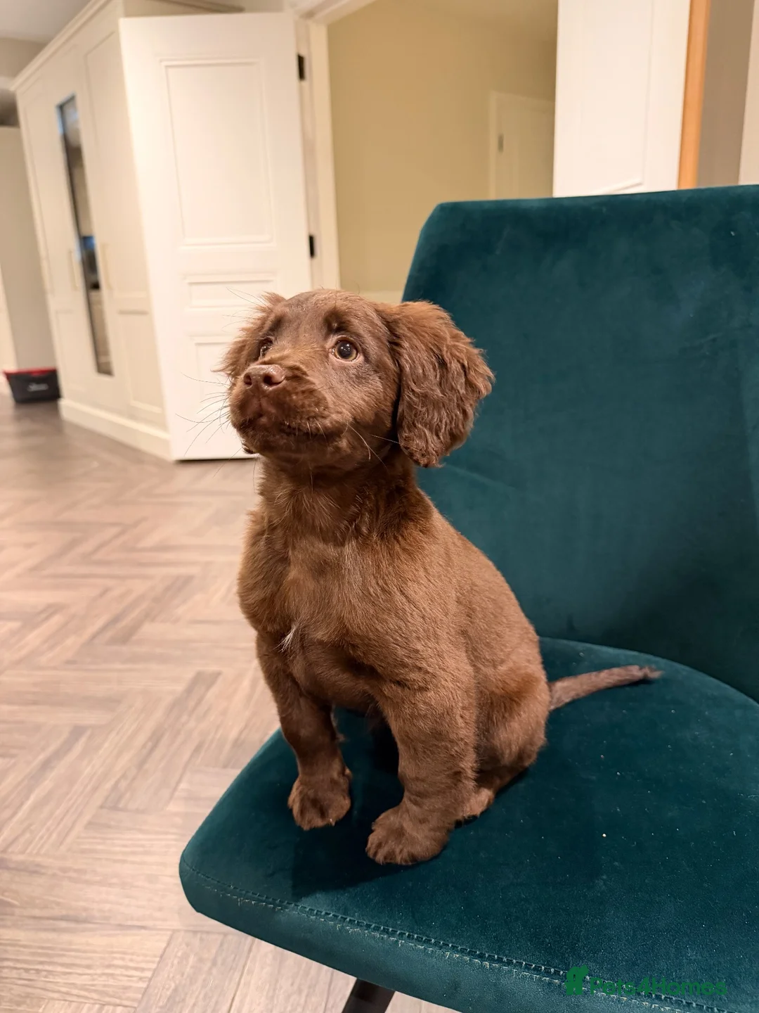 Cockapoo dogs for sale: 🐾❤️ Meet Muffin ❤️🐾 - Advert 1