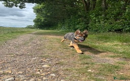 German Shepherd dogs for sale: 6 month old DDR German Shepherd female - Image 3