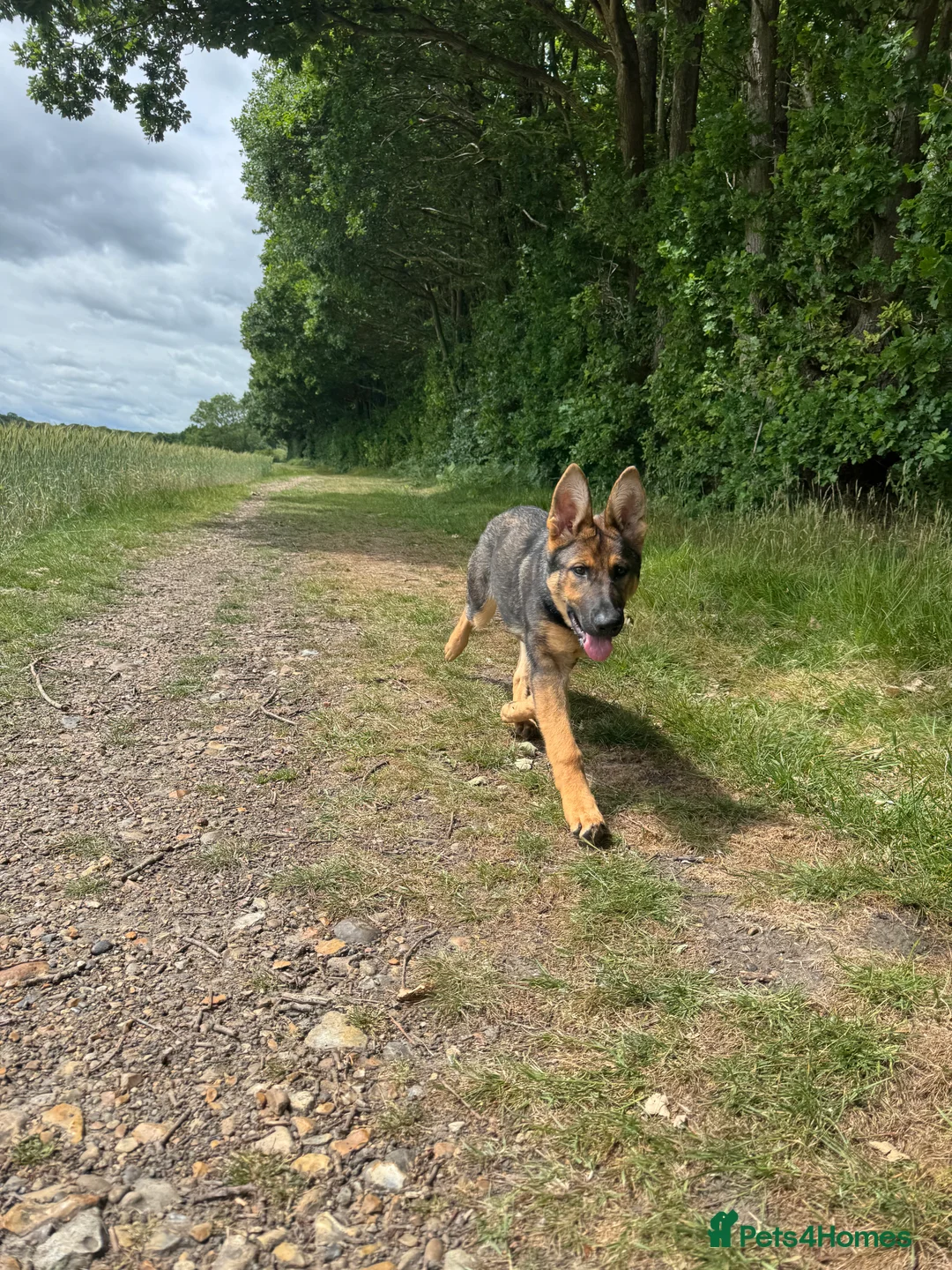 German Shepherd dogs for sale: DDR female German shepherd for sale - Advert 3