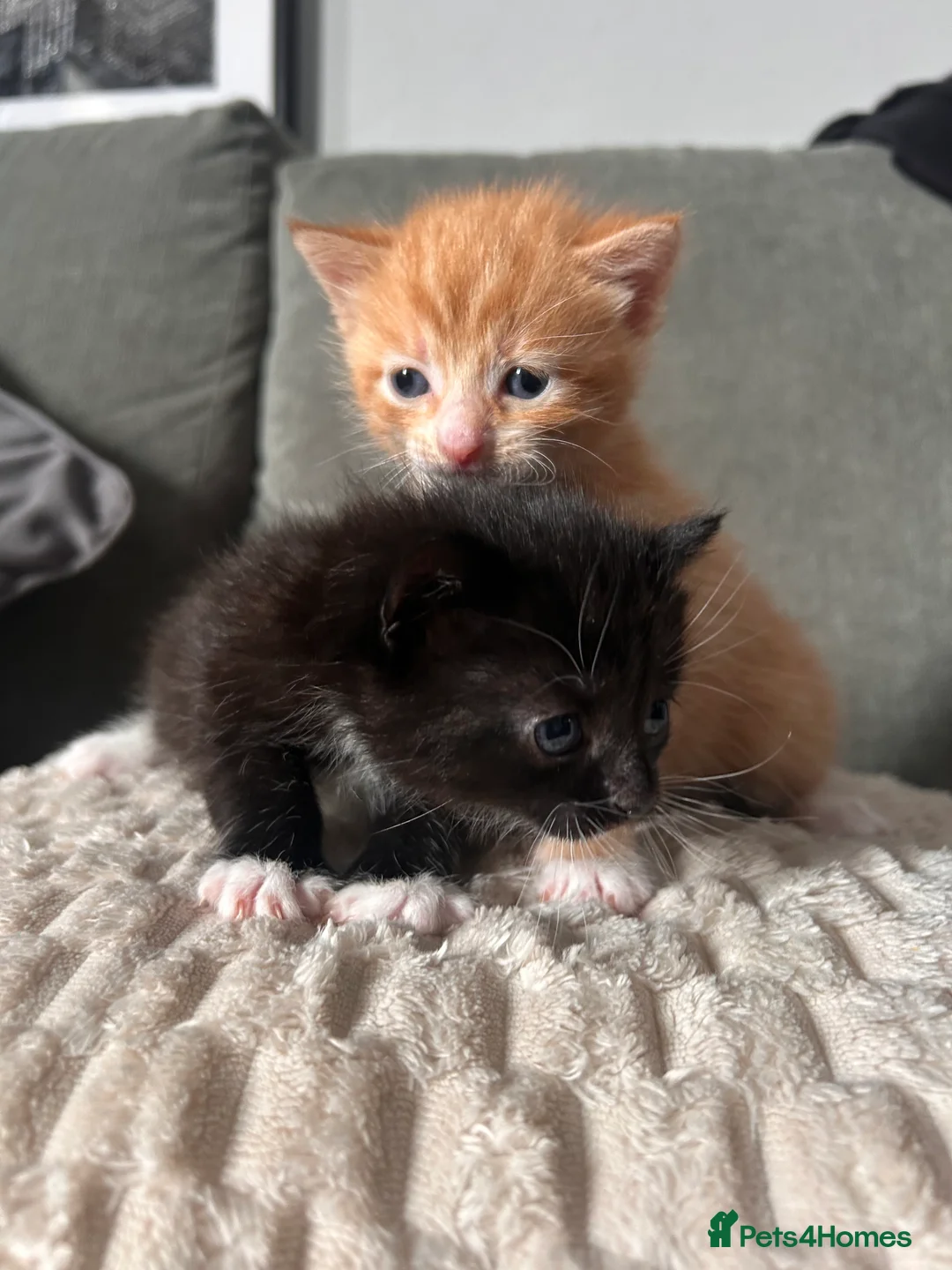 Mixed Breed cats for sale: 2 kittens for sale  - Advert 14