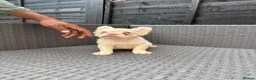 French Bulldog dogs for sale: REDUCED FlOODLE /French bulldogs - Advert 18
