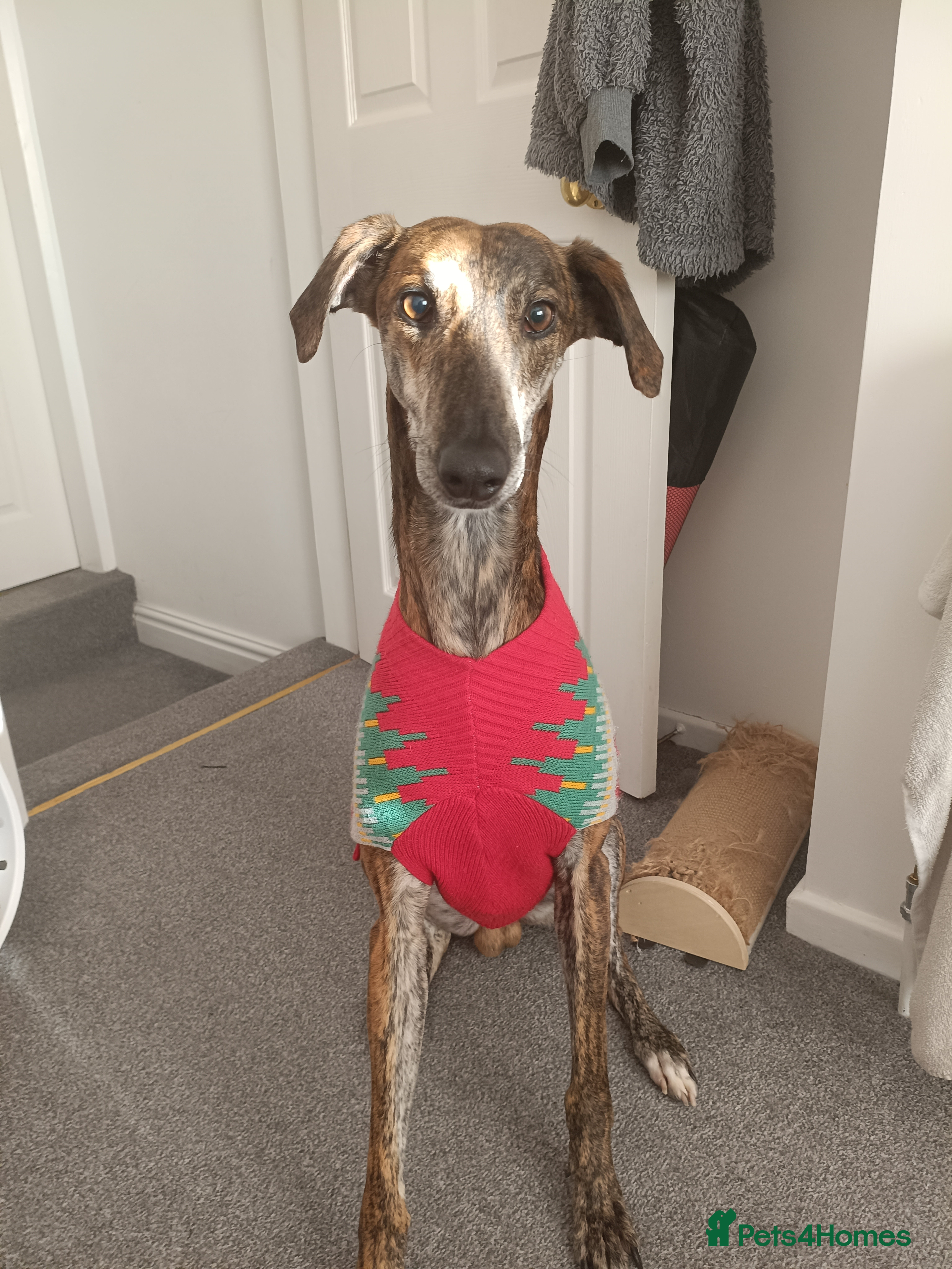 Greyhound dogs Beautiful Greyhound ready for new chapter - Advert 1