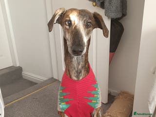 Greyhound dogs Beautiful Greyhound ready for new chapter - Advert 5