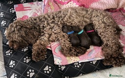 Cockapoo dogs for sale: Cockerpoo fb1 pups - Image 3