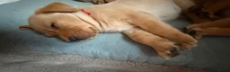 Labrador Retriever dogs for sale: Labrador puppies in Scarborough - Advert 3