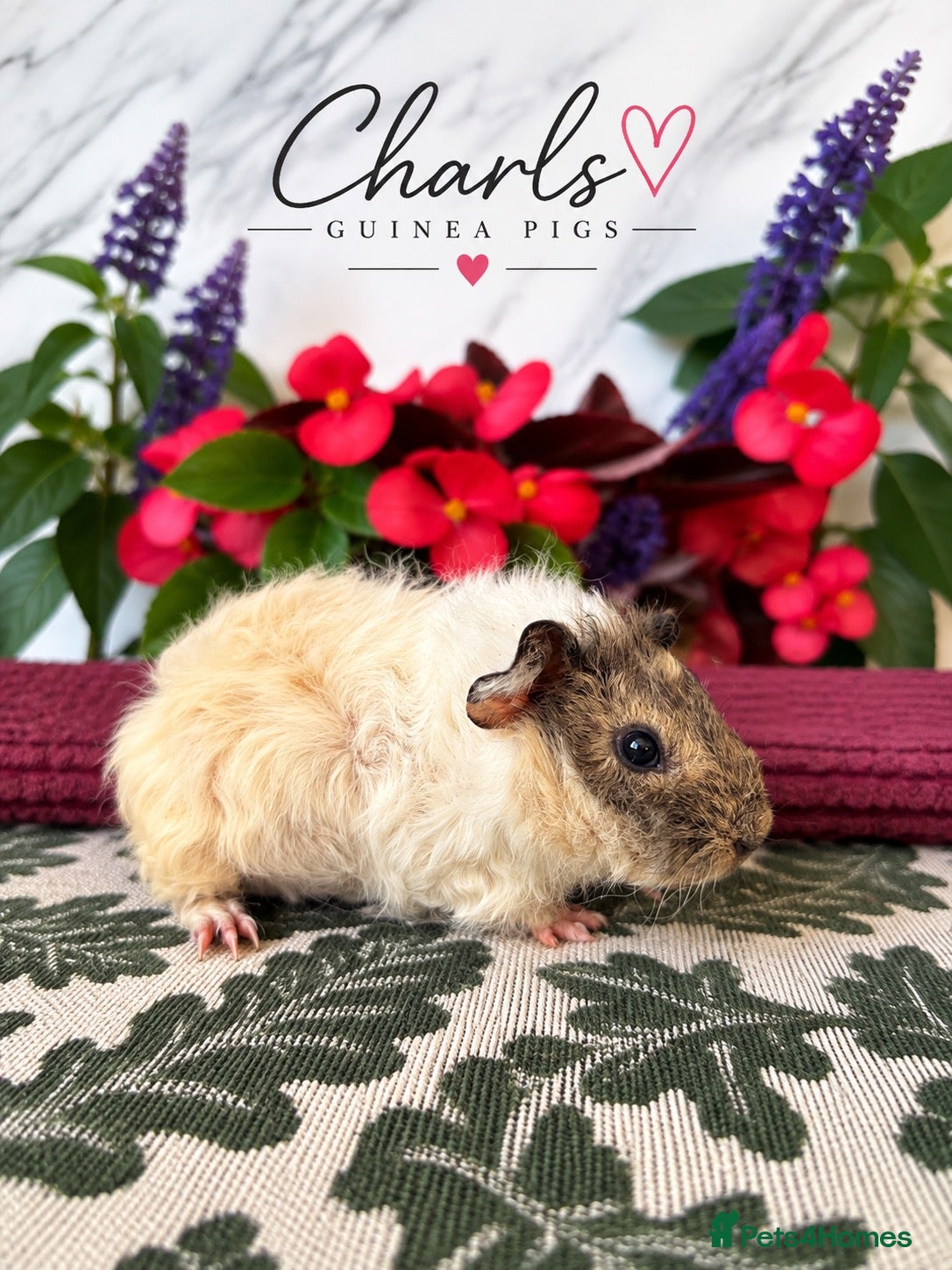 Guinea Pig rodents Lots of Female Guinea Pigs for sale  - Advert 2