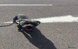 American Bully dogs for sale: Pocket Bully ABKC registered, rehoming - Image 3