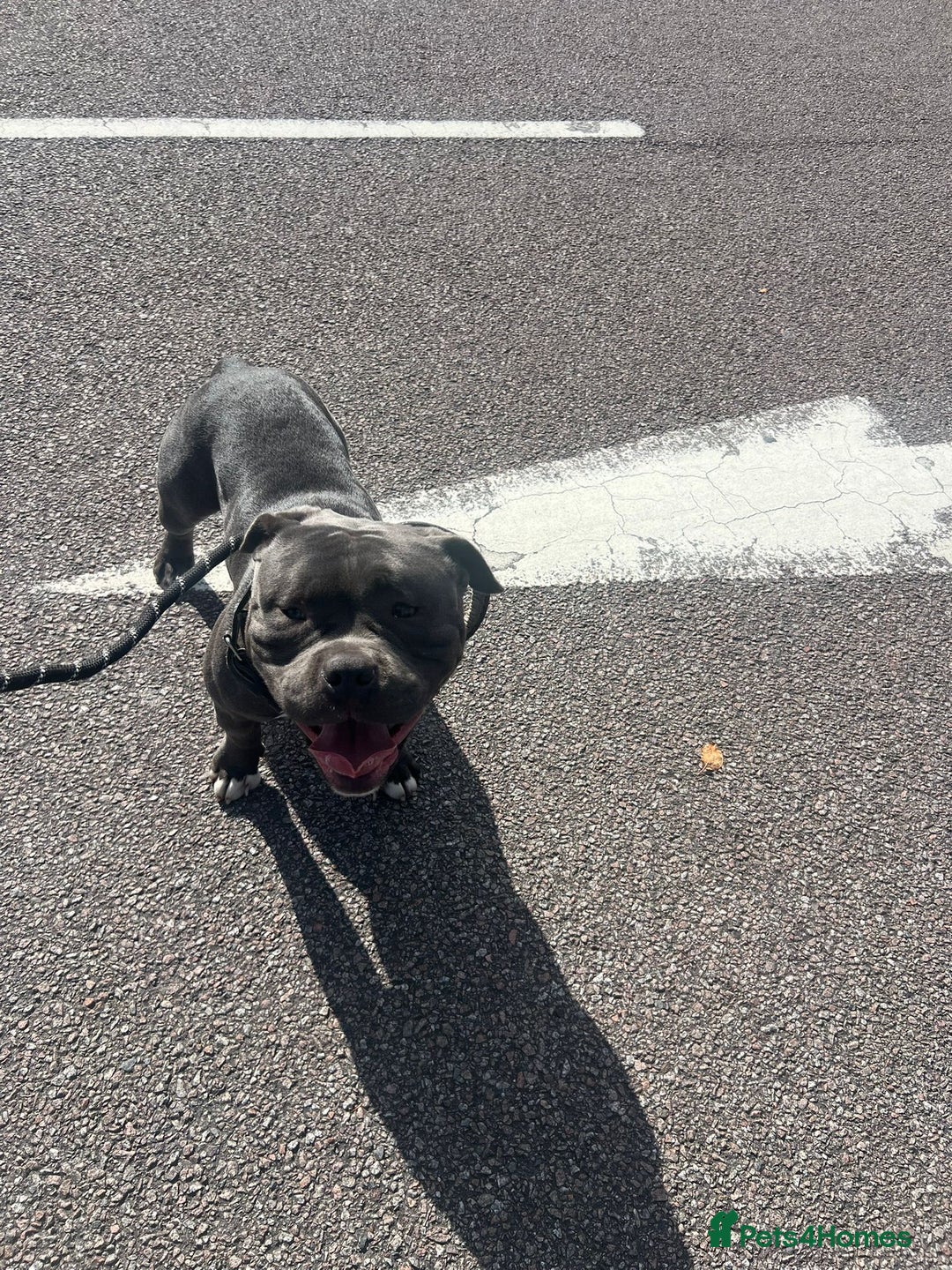 American Bully dogs for sale: Pocket Bully ABKC registered, rehoming - Image 3