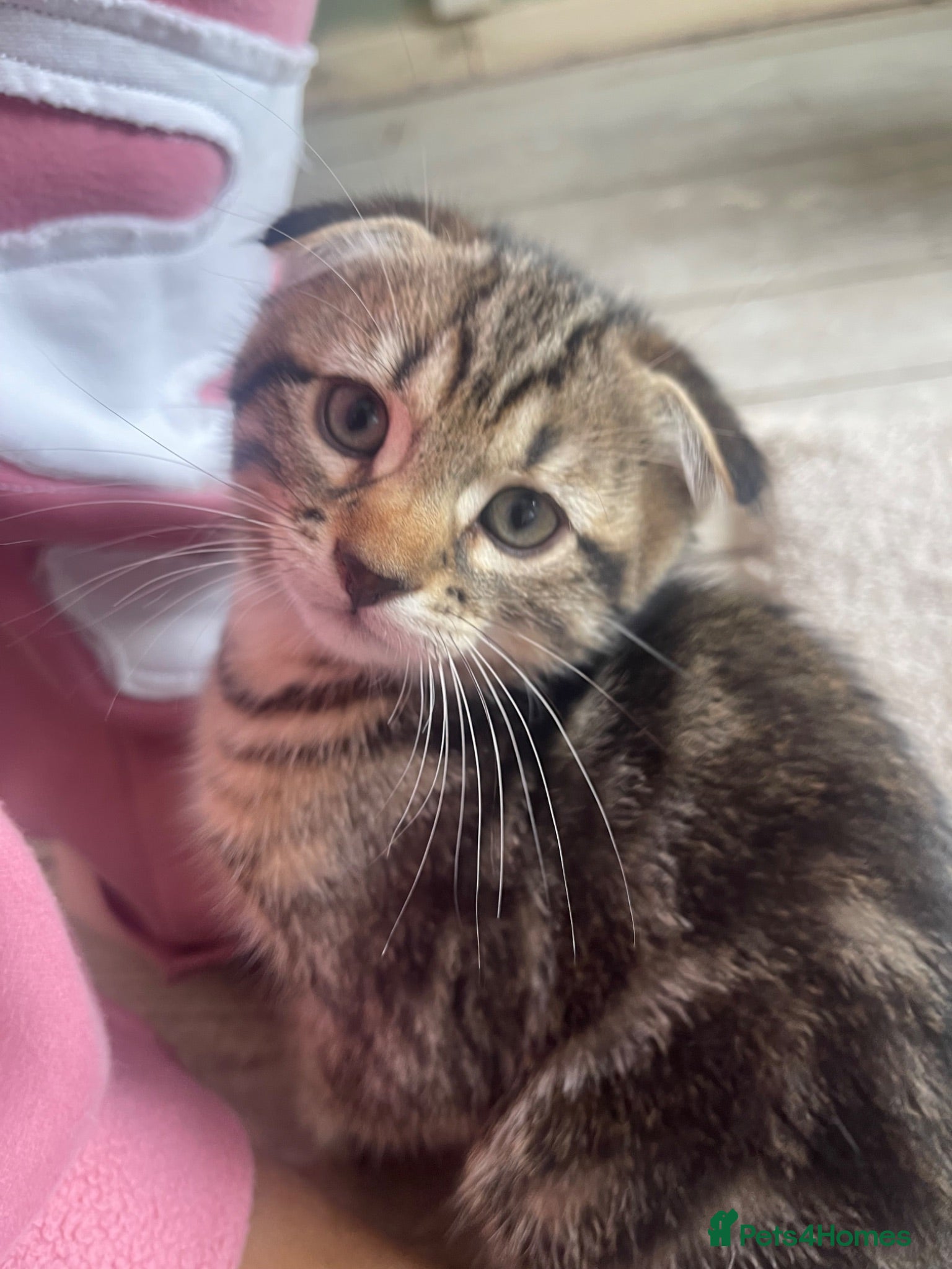 Scottish Fold cats Scottish fold x tabby kittens - Advert 10