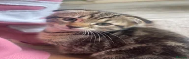 Scottish Fold 1