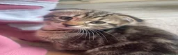 Scottish Fold cats for sale: Scottish fold x tabby kittens - Advert 1