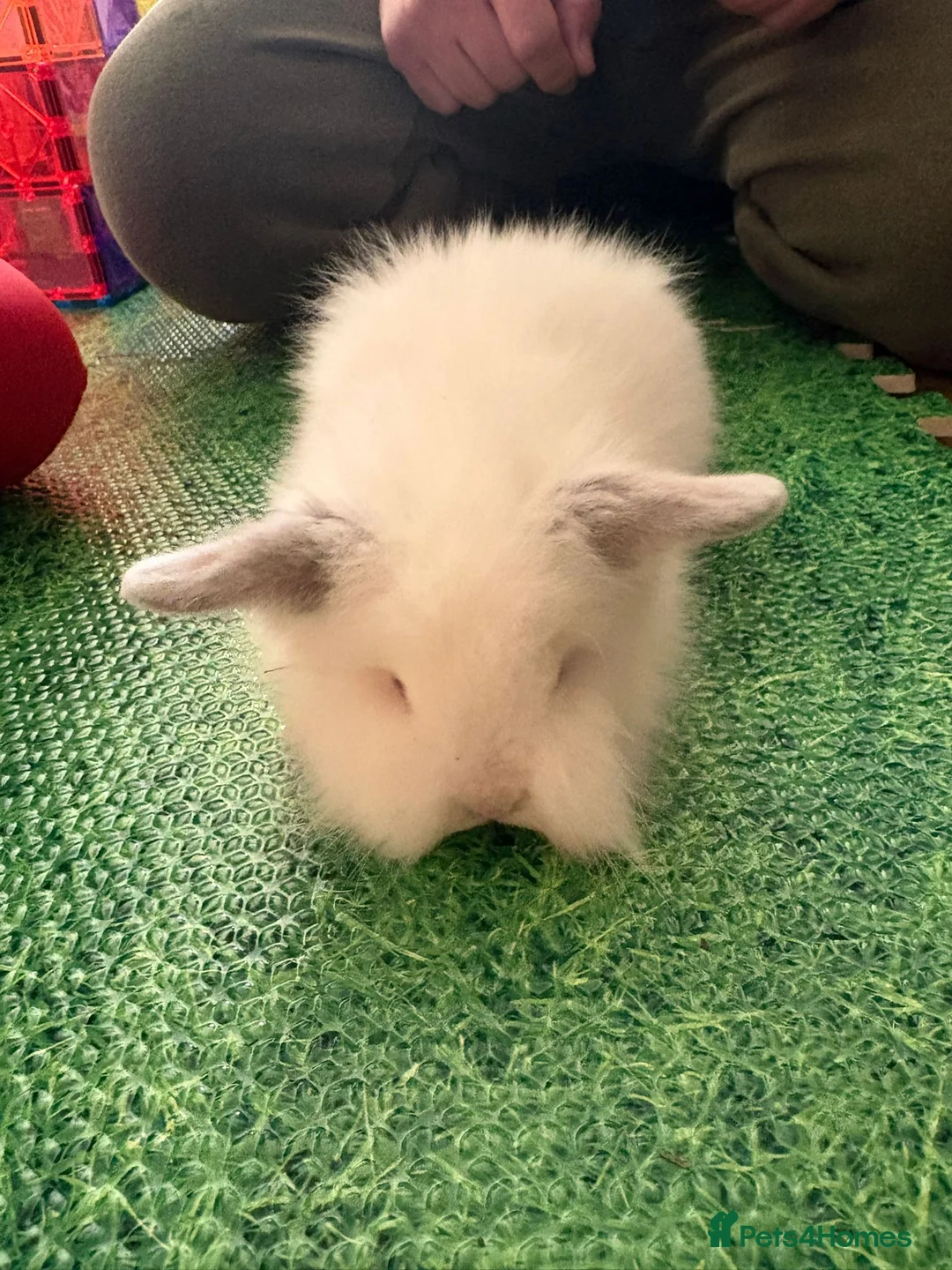 Lionhead rabbits for sale: Baby double main lionhead bunnies for sale  - Advert 2
