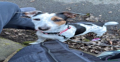 Jack Russell dogs - Advert 1