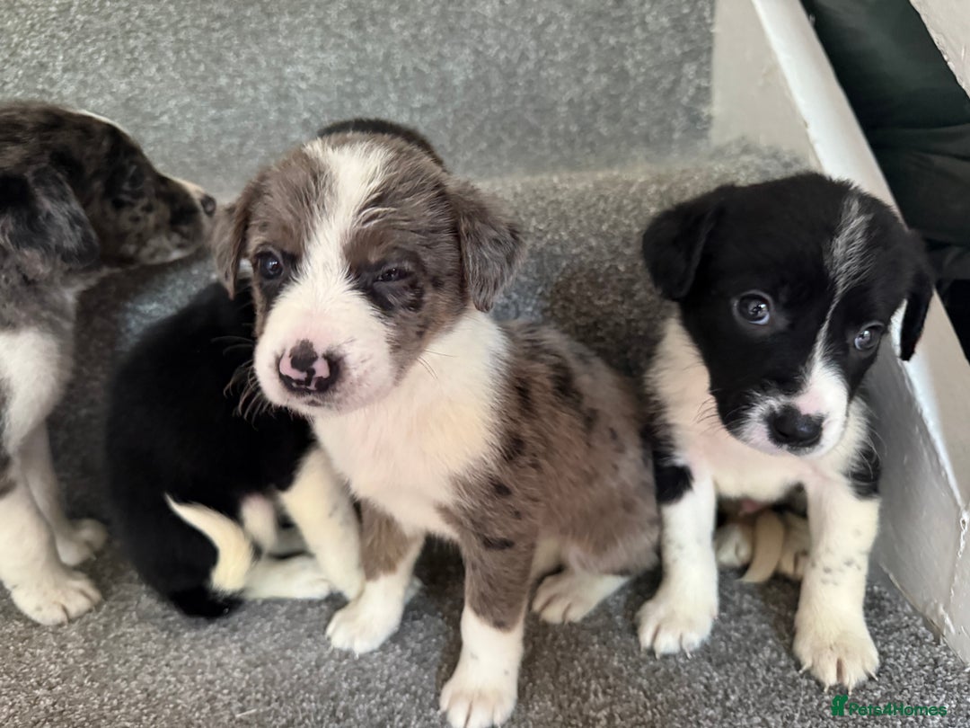 Sprollie dogs for sale: Merle sprollie puppy’s for sale.  - Image 4