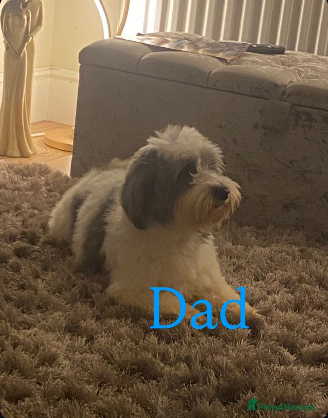 Coton De Tulear dogs for sale: Coton de Tulear puppies  - Image 25