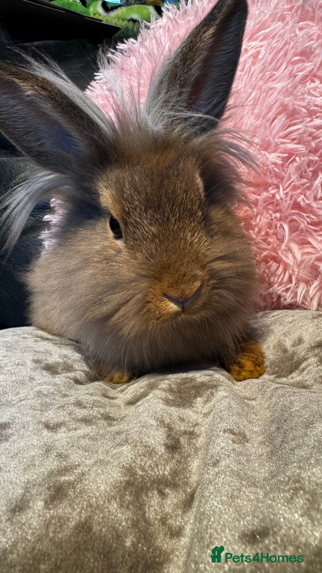 Mixed Breed rabbits for sale: Netherland dwarf and lionhead mixed bunnies - Image 33