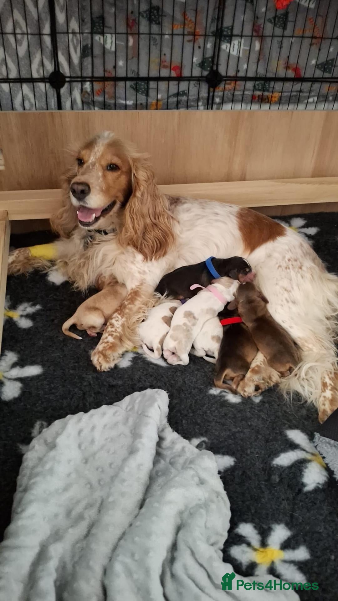 Cocker Spaniel dogs Beautiful show cocker spaniel puppies - Advert 1