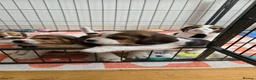 Beagle dogs for sale: Gorgeous KC reg puppies - Advert 19
