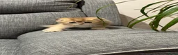 British Shorthair cats for sale: Scottish golden chinchilla ready for new homes  - Advert 27