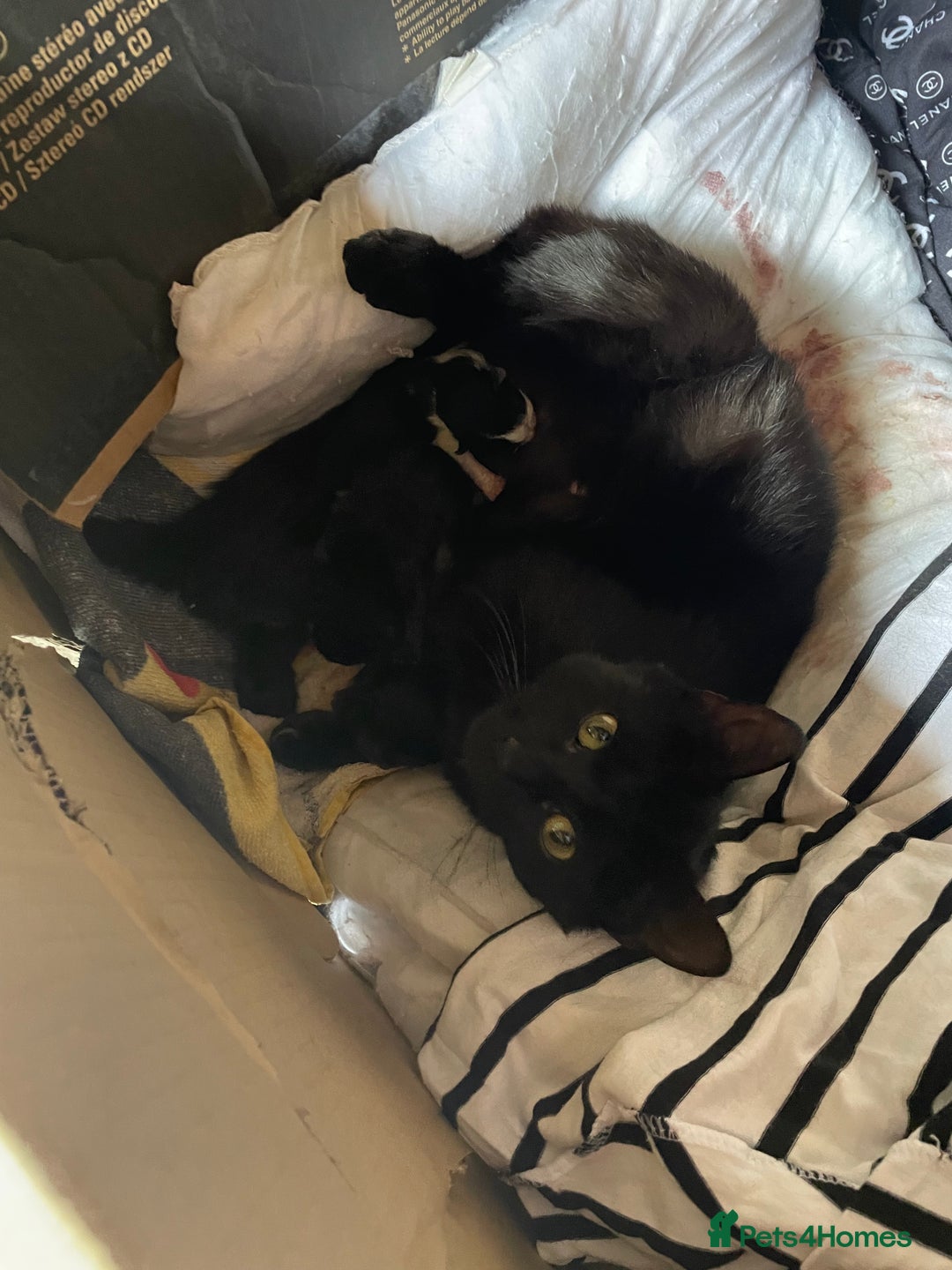 Domestic Shorthair cats for sale: Cute little domestic kittens  - Image 9