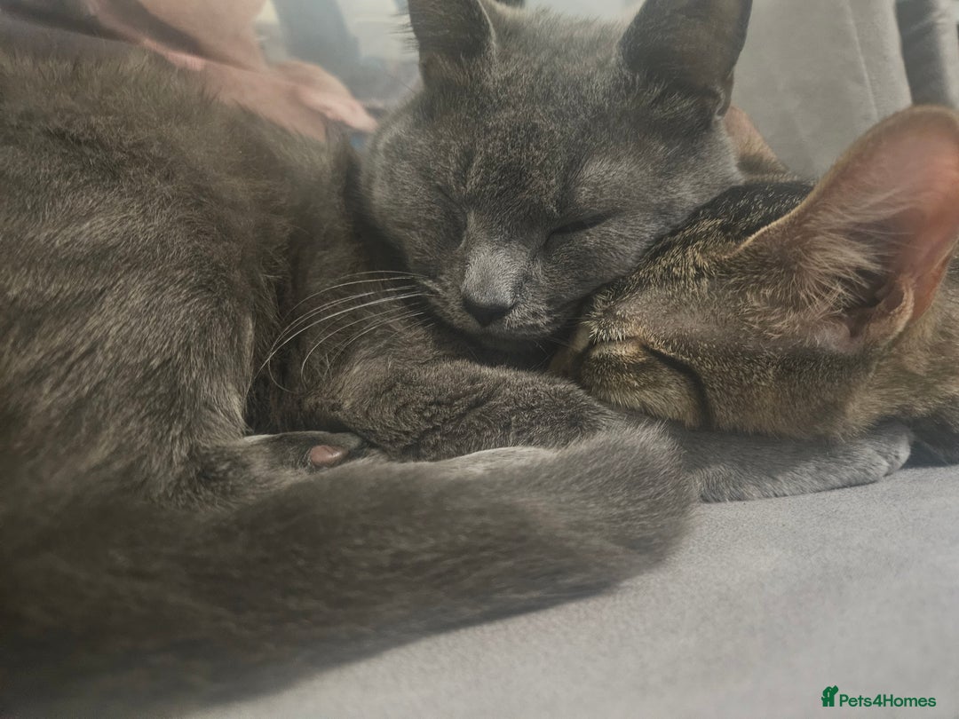 Mixed Breed cats for sale: 2 cats - Advert 1