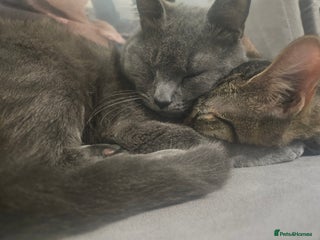 Mixed Breed cats 2 cats - Advert 1