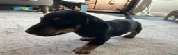 Miniature Dachshund dogs for sale: Last 2 ready to leave on 16th June - Advert 4