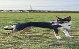 Border Collie dogs for sale: 2 yrs old female border collie - Image 1