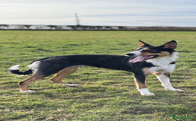 Border Collie dogs - Advert 1