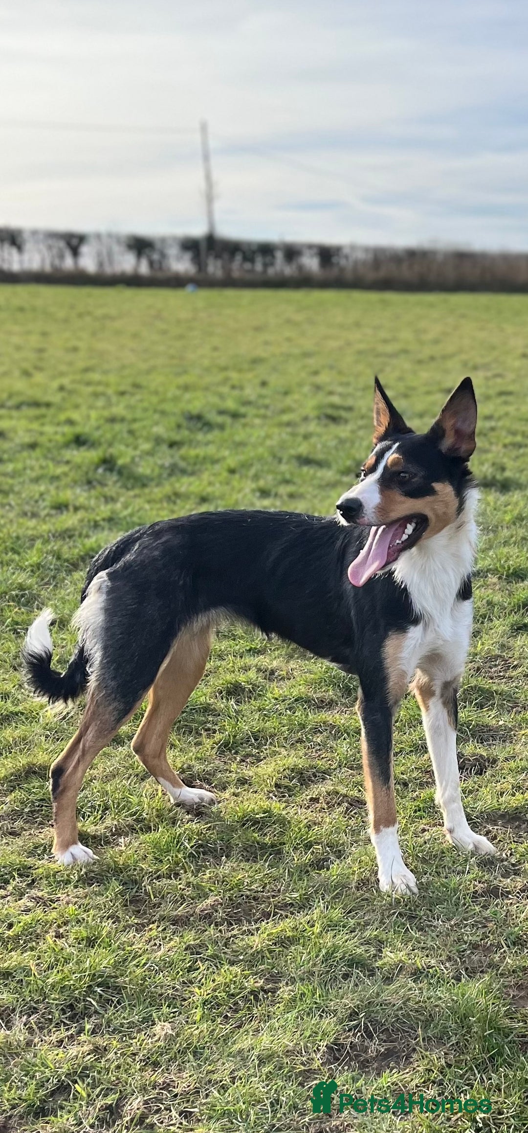 Border Collie dogs for sale: 2 yrs old female border collie - Image 1