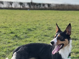 Border Collie dogs - Advert 29