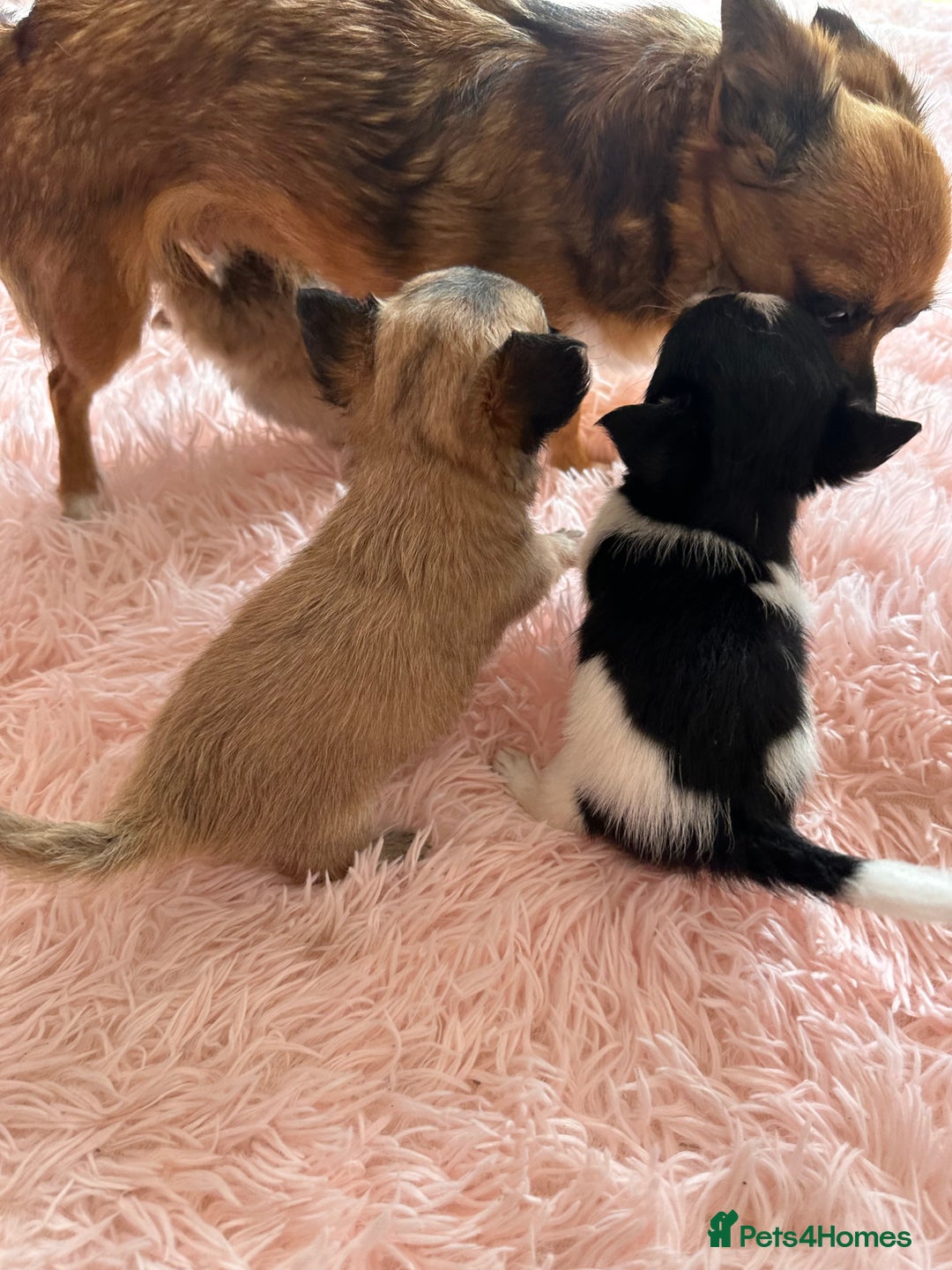 Chihuahua dogs for sale: 3 chihuahuas for sale - Image 8