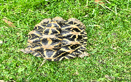 Tortoise reptiles for sale: CB18 indian star tortoise for sale - Image 5