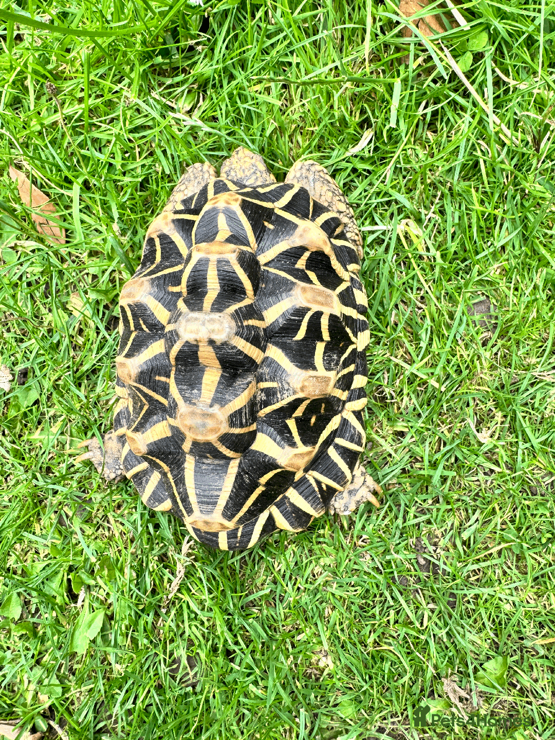 Tortoise reptiles for sale: CB18 indian star tortoise for sale - Image 5